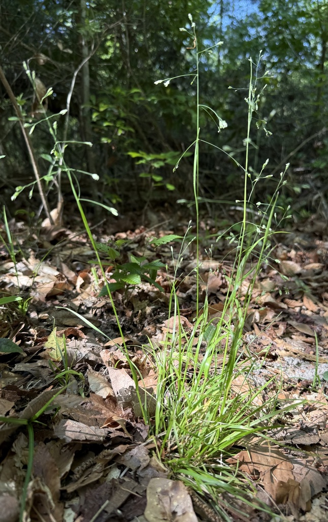 Poa autumnalis