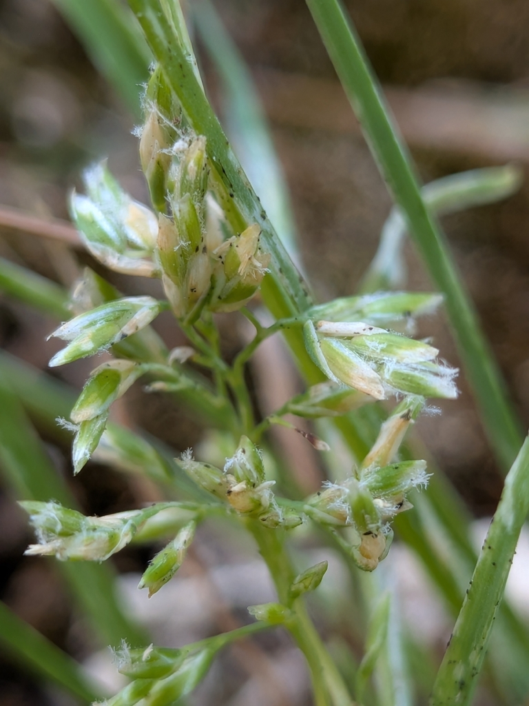 Poa chapmaniana