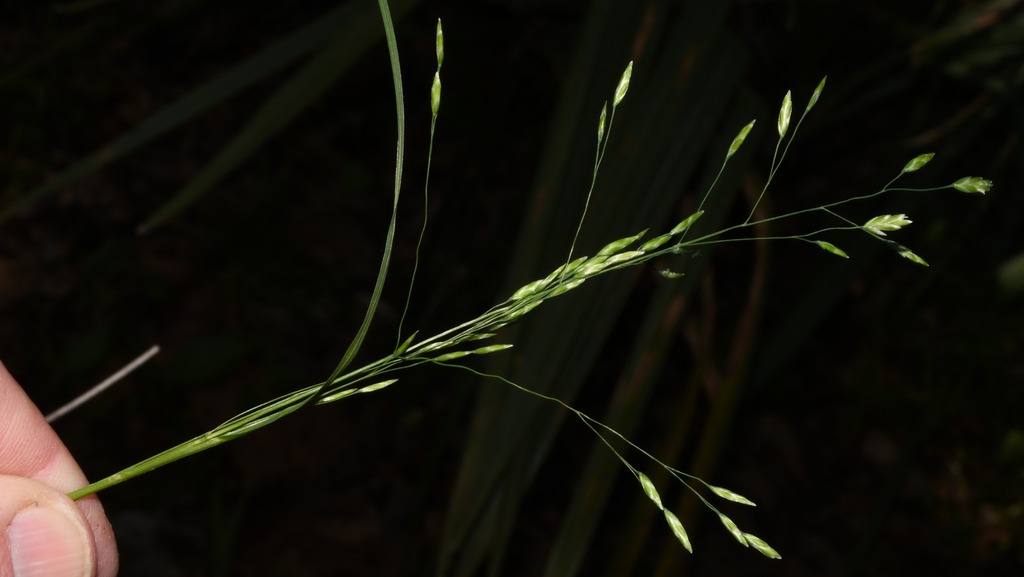 Poa sylvestris