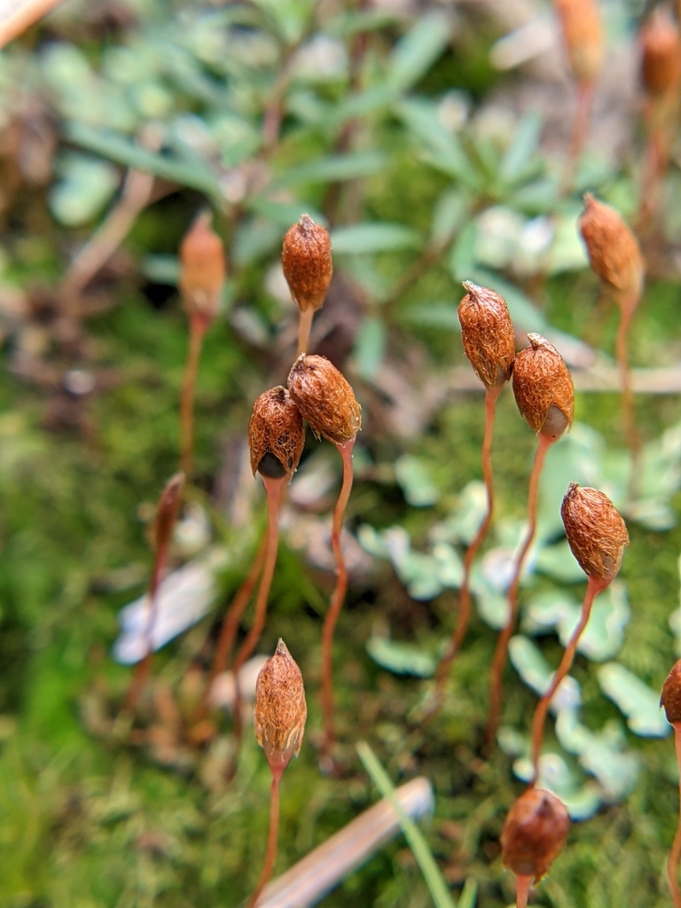 Pogonatum brachyphyllum