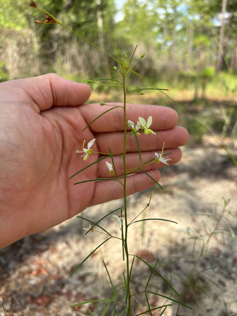 Polanisia tenuifolia