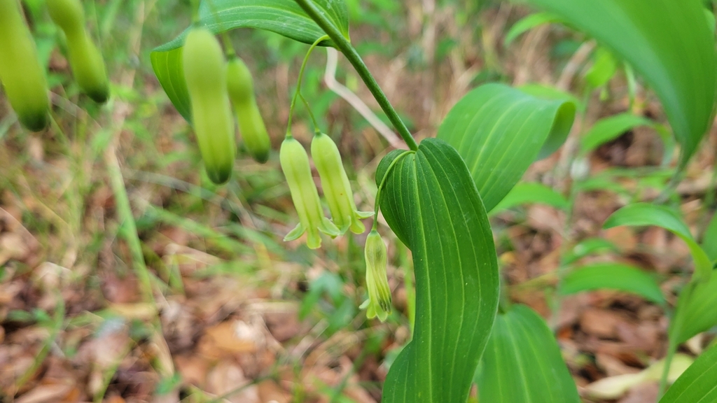 Polygonatum biflorum