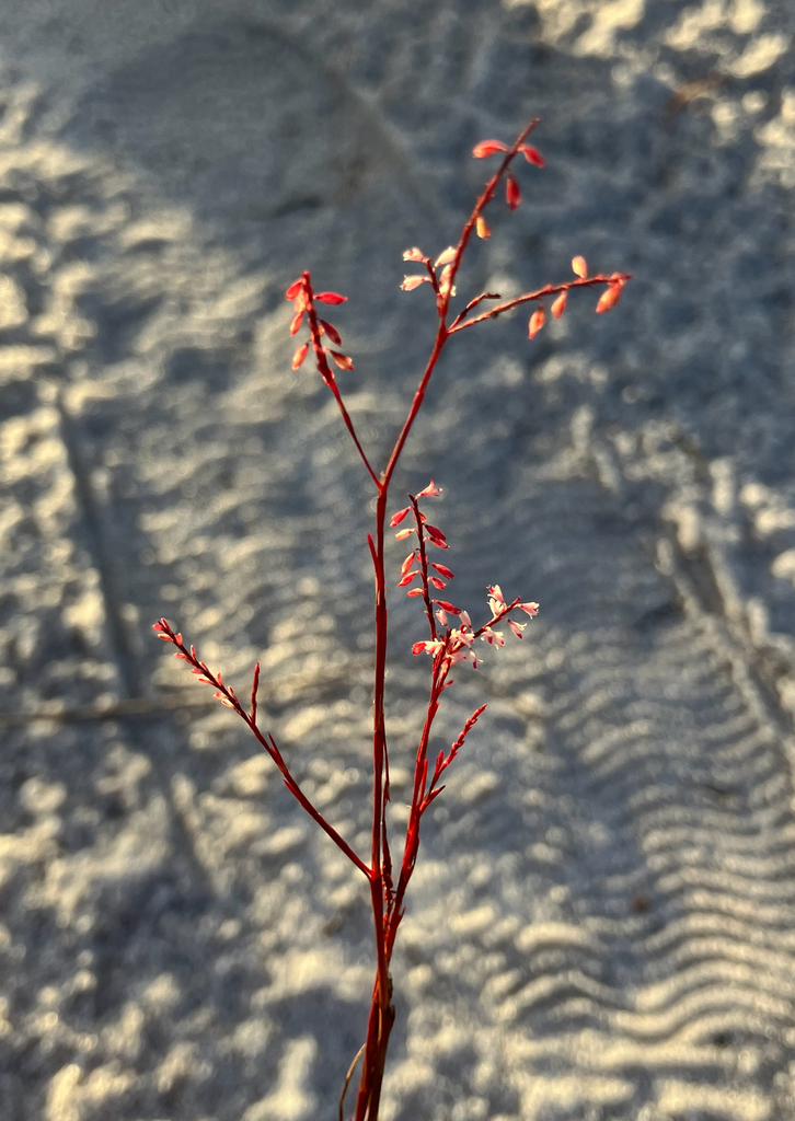 Polygonum basiramia