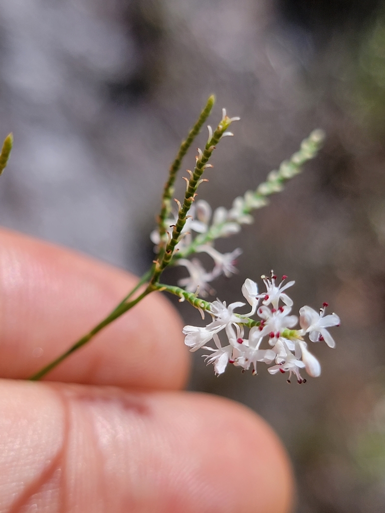 Polygonum delopyrum