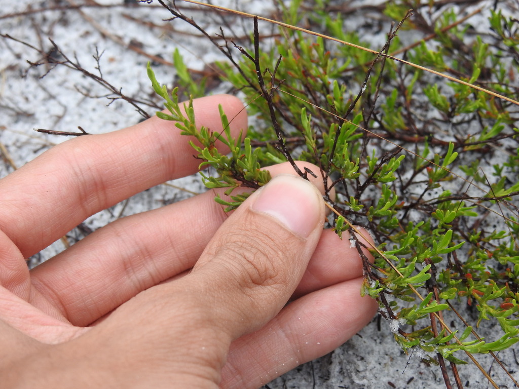 Polygonum dentoceras