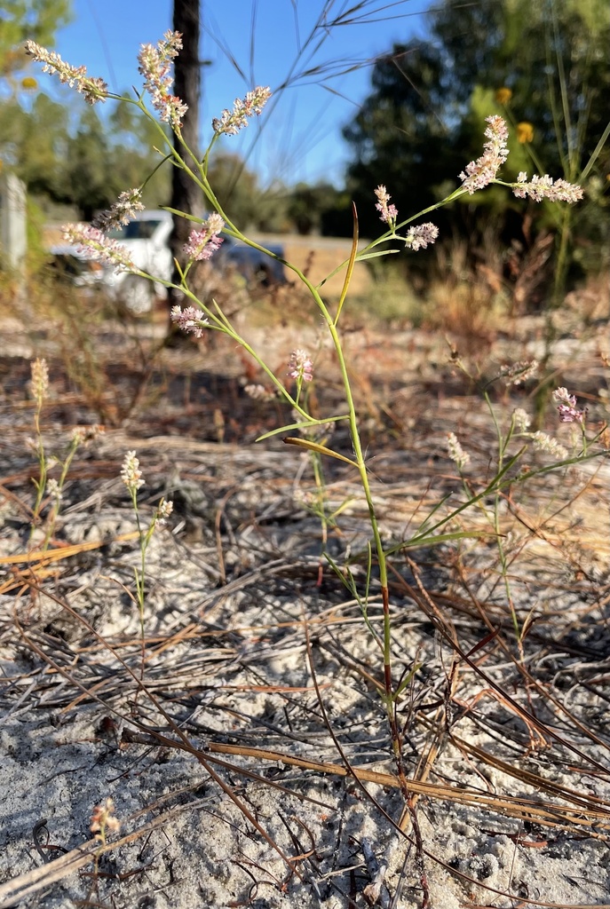 Polygonum fimbriatum