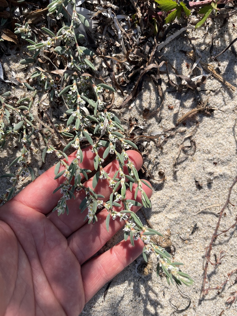 Polygonum glaucum