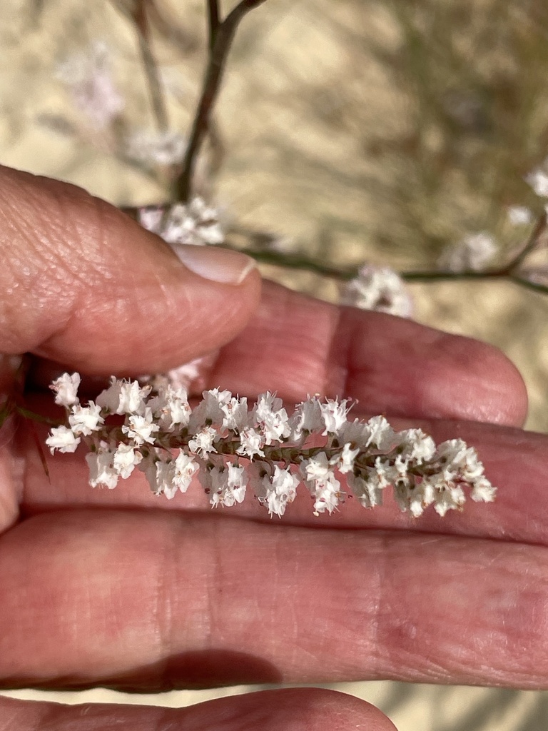 Polygonum nesomii