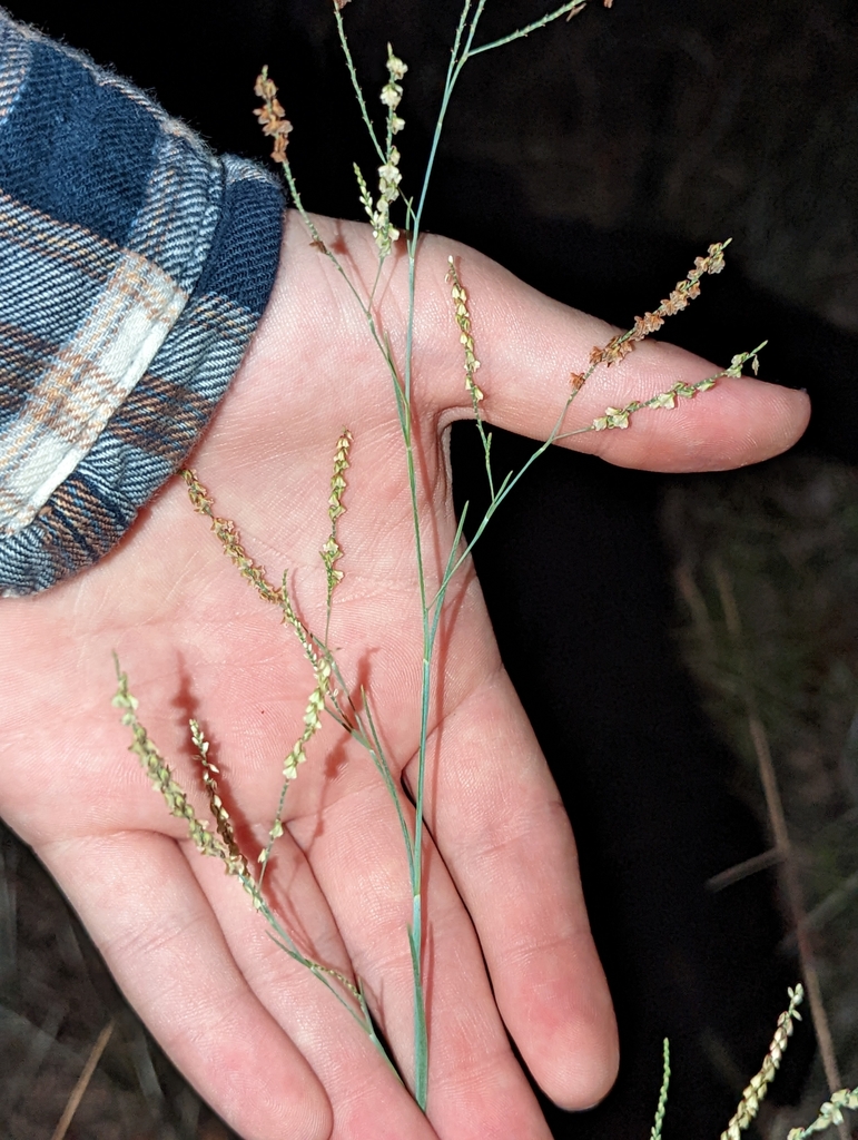 Polygonum pinicola