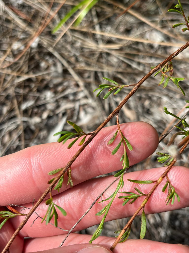 Polygonum polygamum var. polygamum