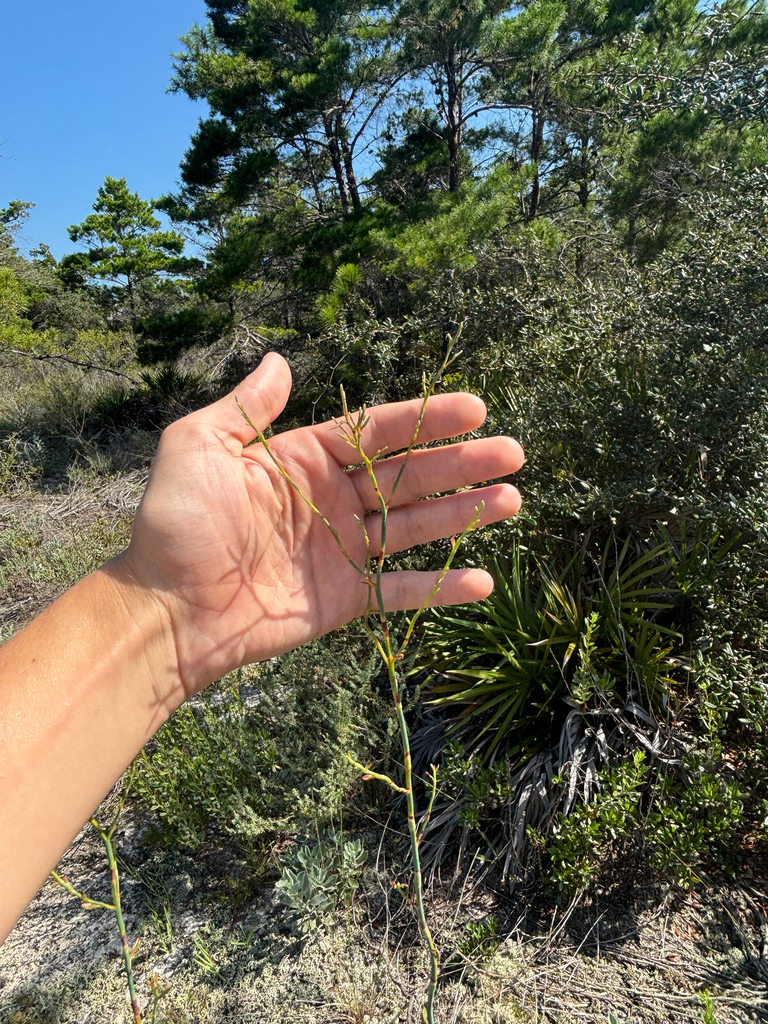 Polygonum smallianum