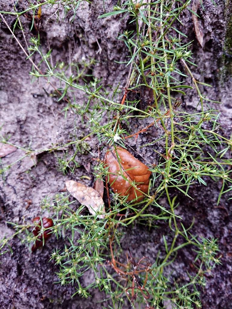 Polypremum procumbens