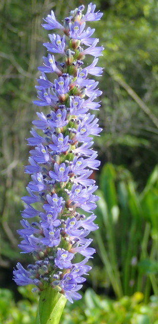 Pontederia cordata