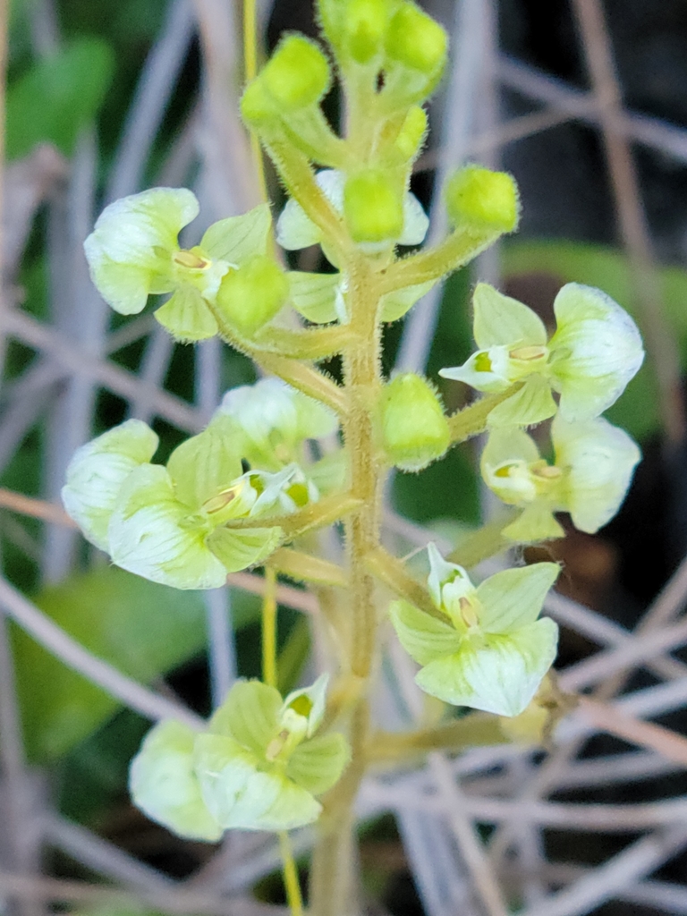Ponthieva racemosa