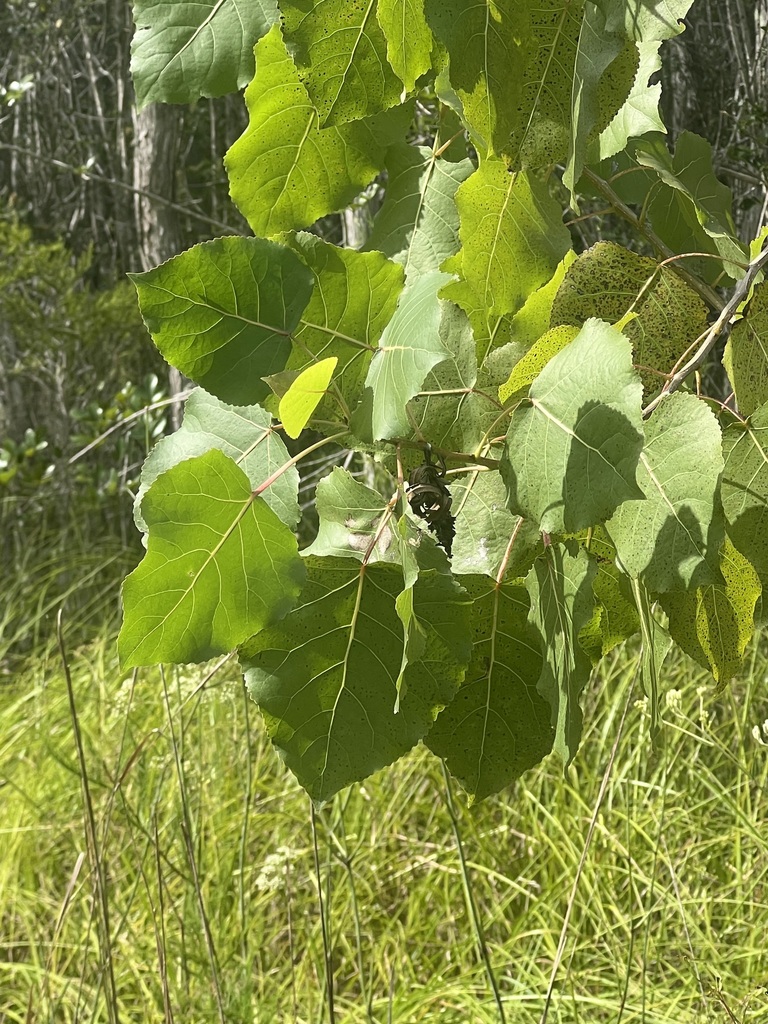 Populus deltoides