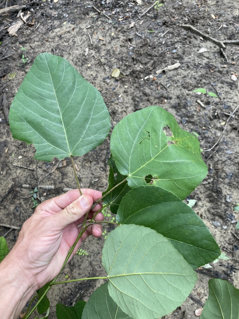 Populus heterophylla