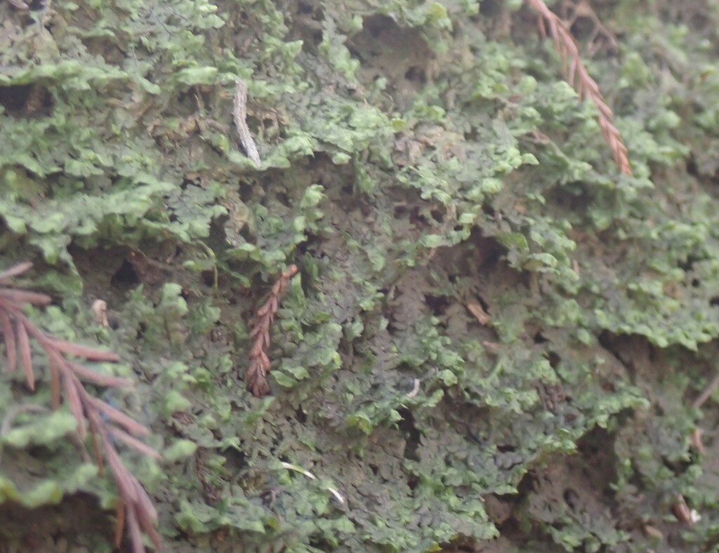 Porella pinnata