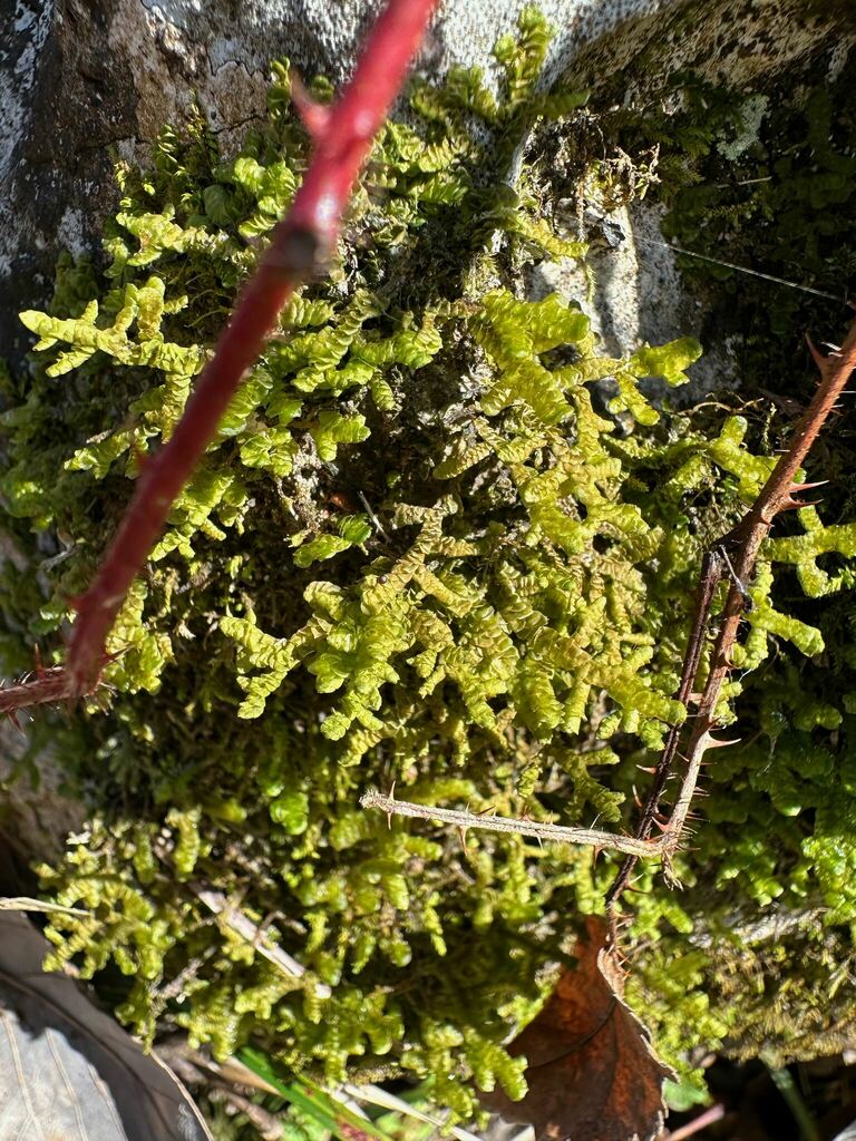 Porella platyphylloidea