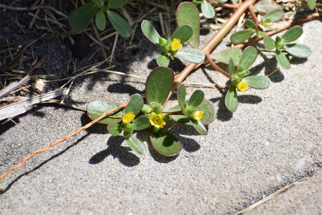 Portulaca oleracea