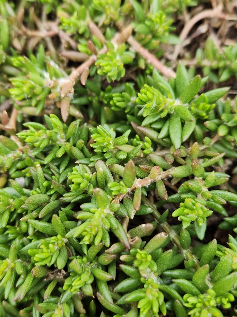 Portulaca pilosa
