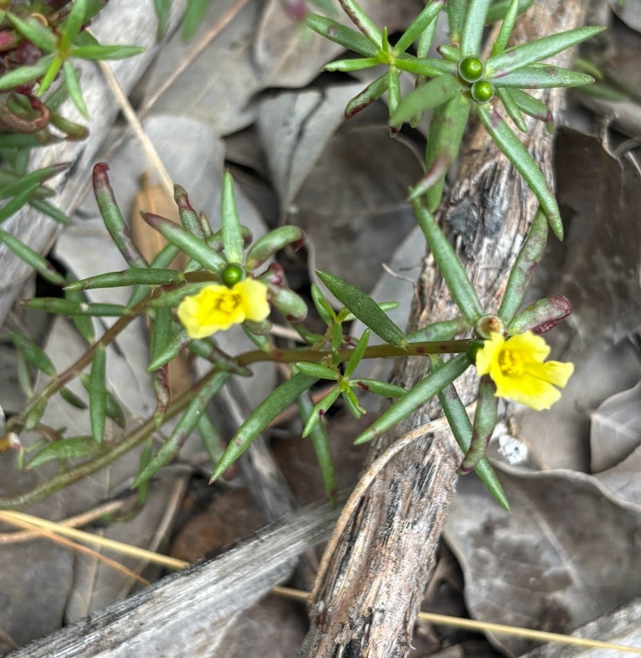 Portulaca rubricaulis