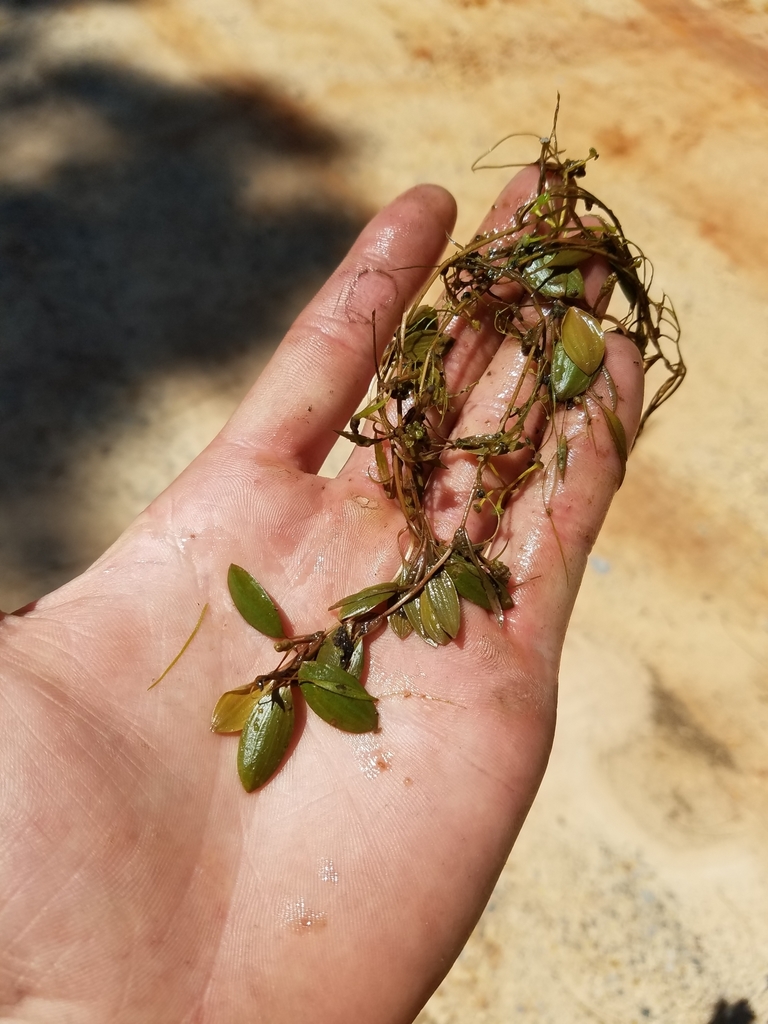 Potamogeton diversifolius