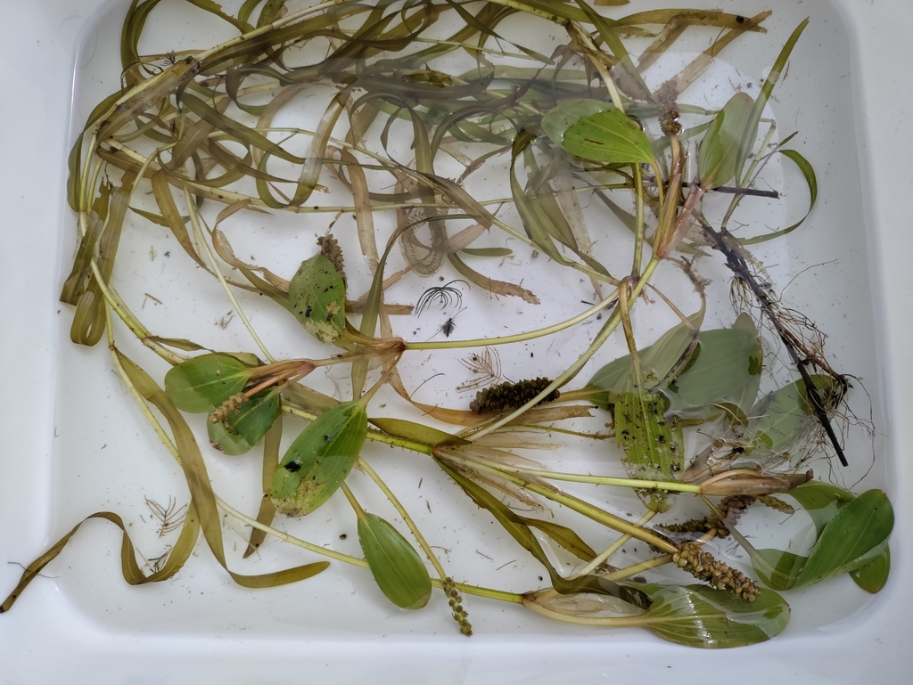 Potamogeton epihydrus