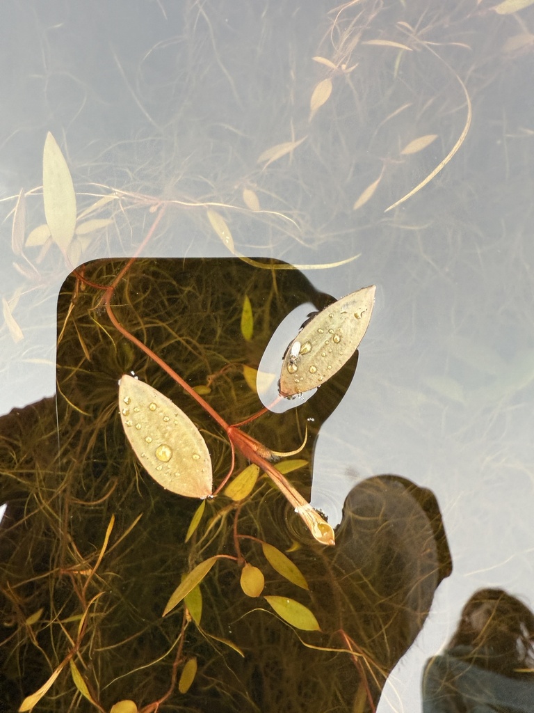 Potamogeton floridanus