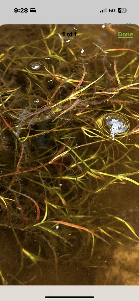 Potamogeton foliosus