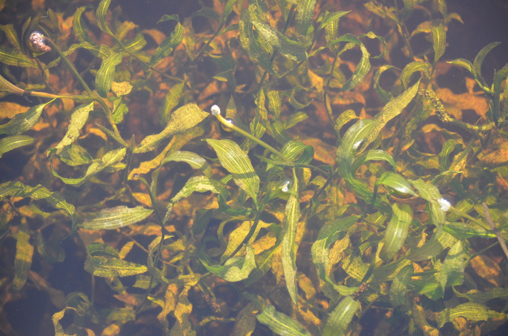 Potamogeton illinoensis