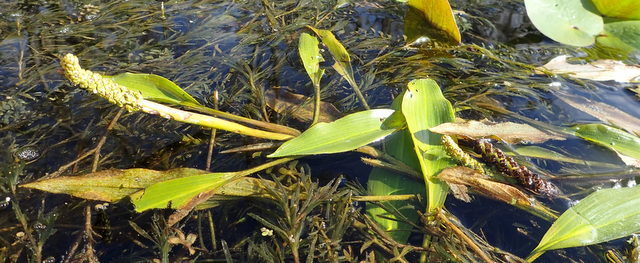 Potamogeton nodosus