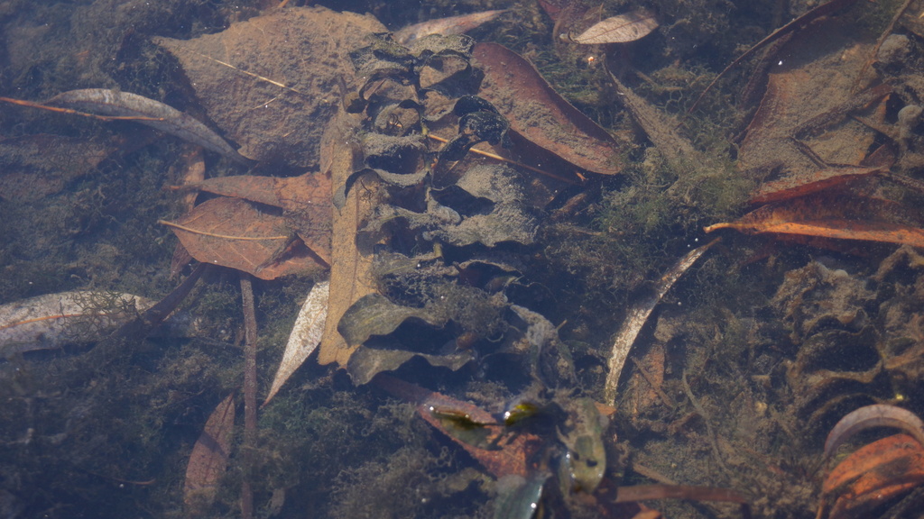 Potamogeton perfoliatus