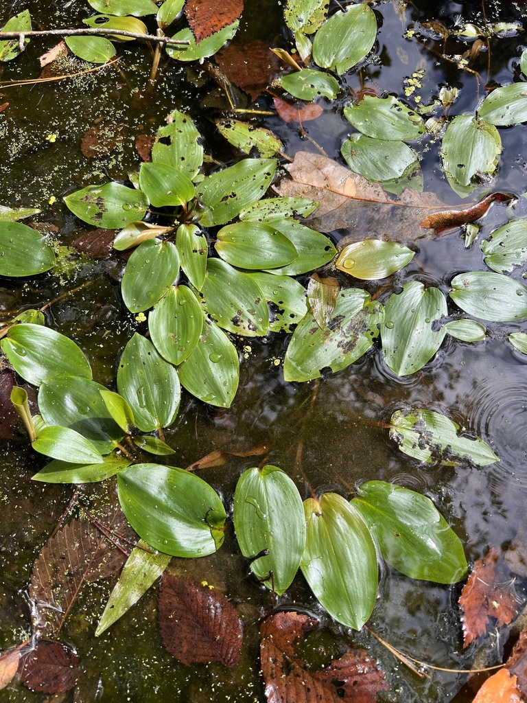 Potamogeton pulcher