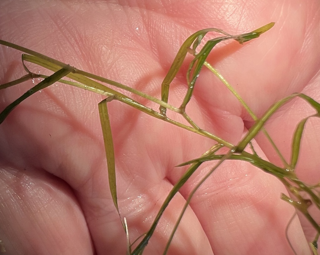 Potamogeton pusillus