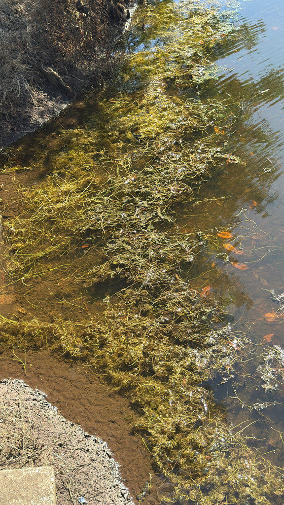 Potamogeton pusillus subsp. tenuissimus