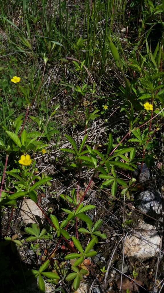 Potentilla simplex