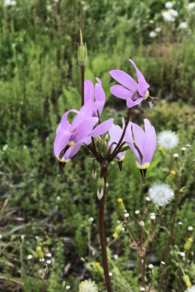 Primula meadia