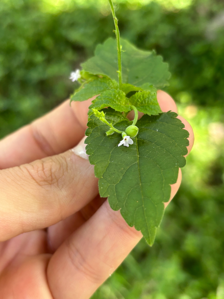 Priva lappulacea