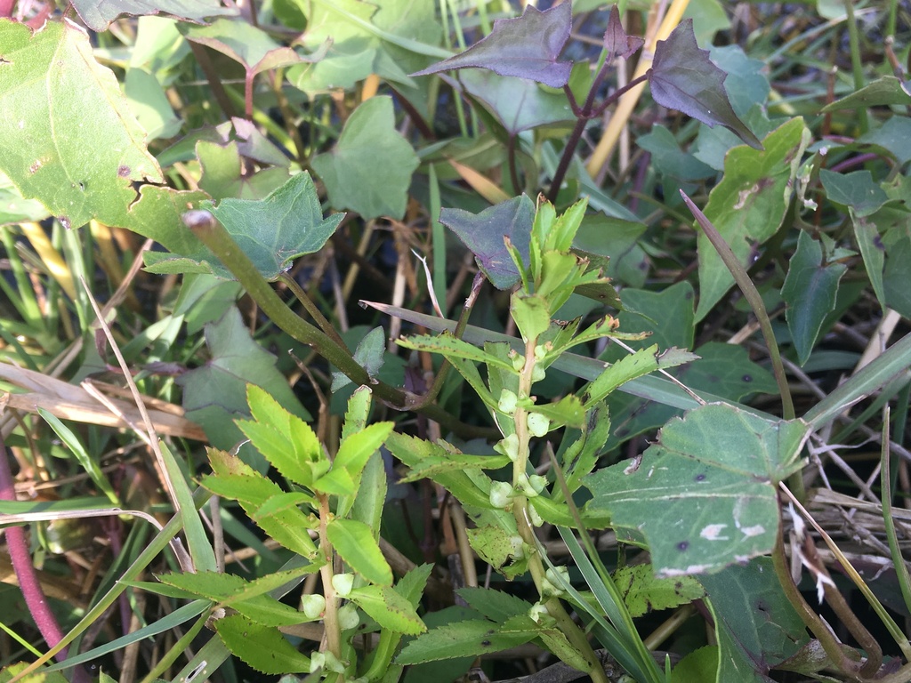 Proserpinaca palustris