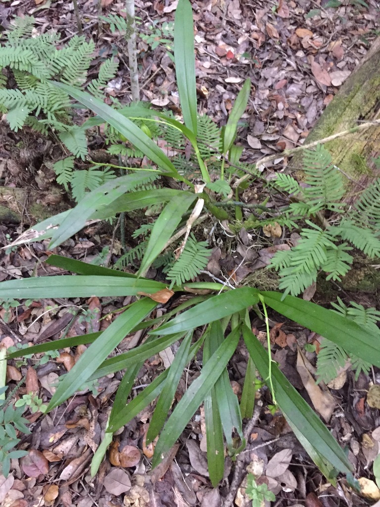 Prosthechea cochleata