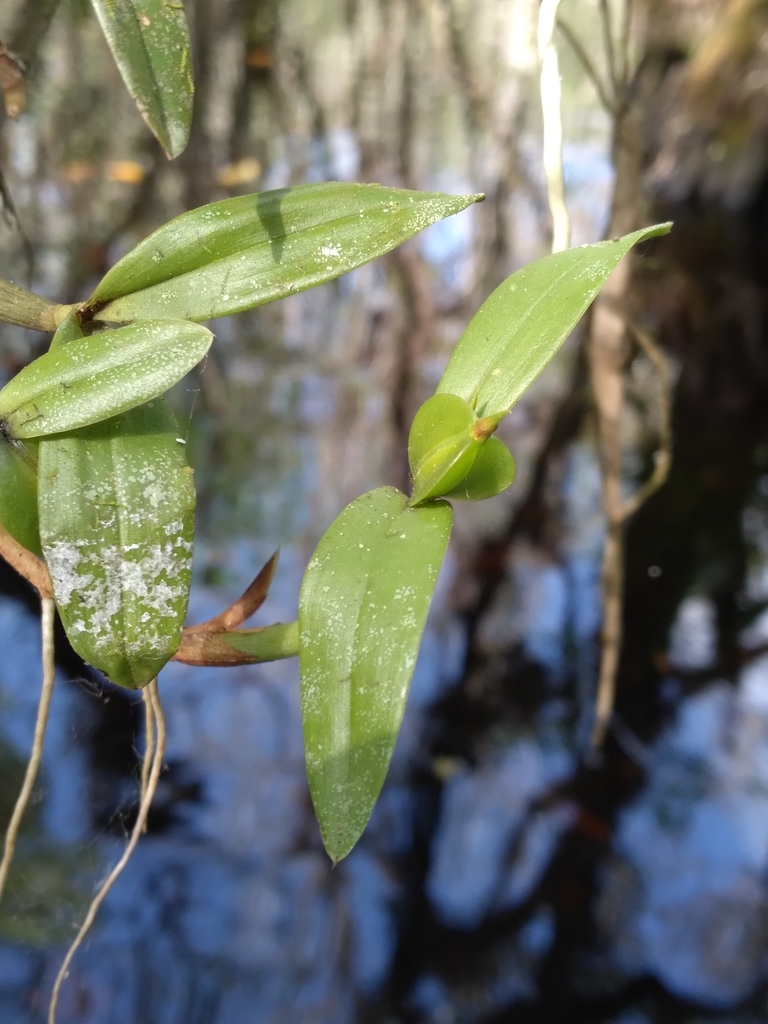 Prosthechea pygmaea