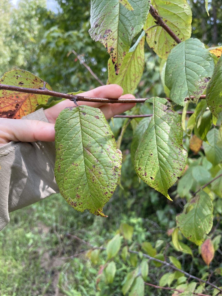Prunus americana