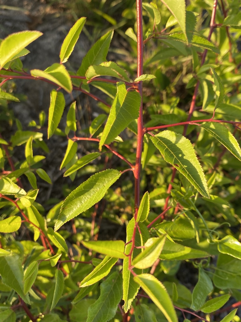 Prunus angustifolia