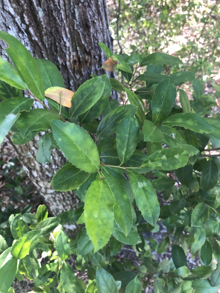 Prunus caroliniana