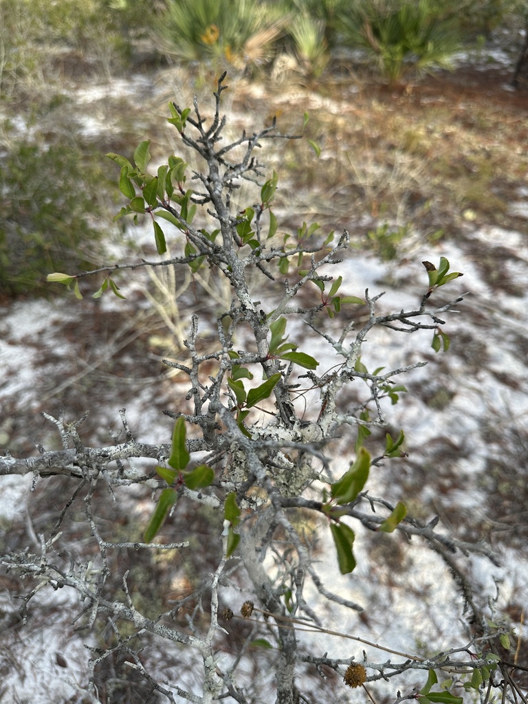 Prunus geniculata