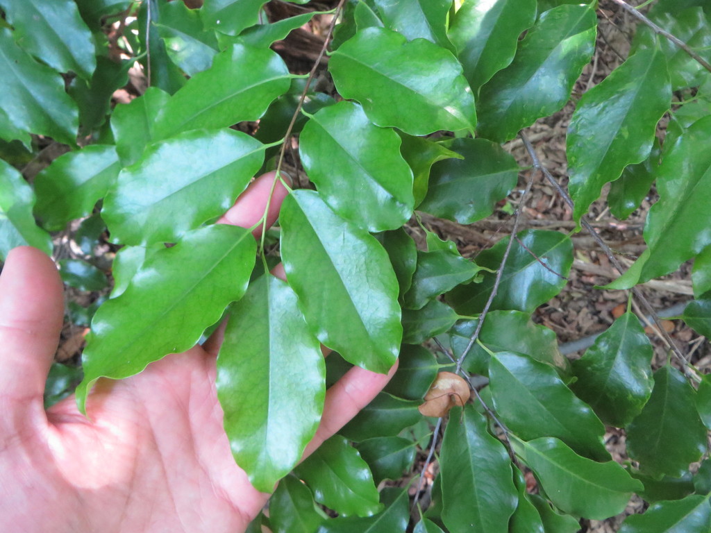 Prunus myrtifolia