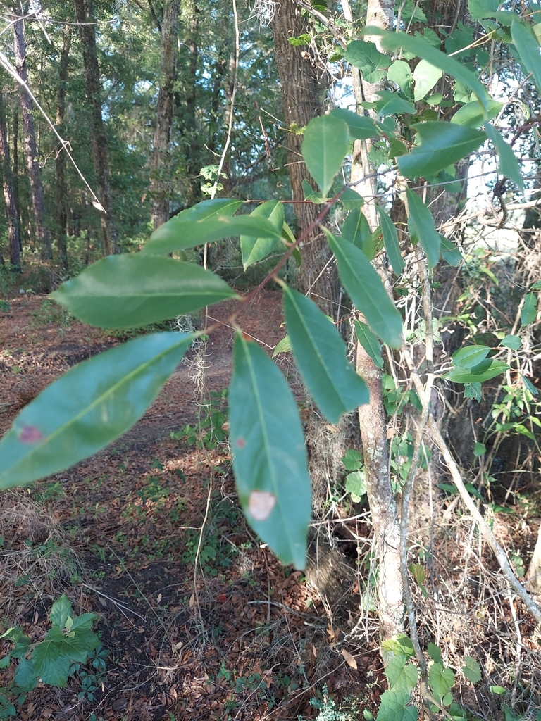 Prunus serotina