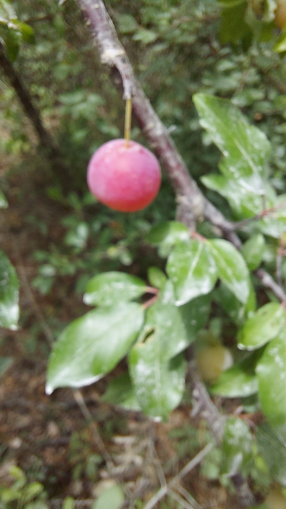 Prunus umbellata