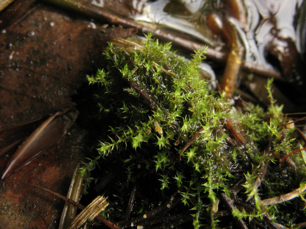 Pseudocampylium radicale