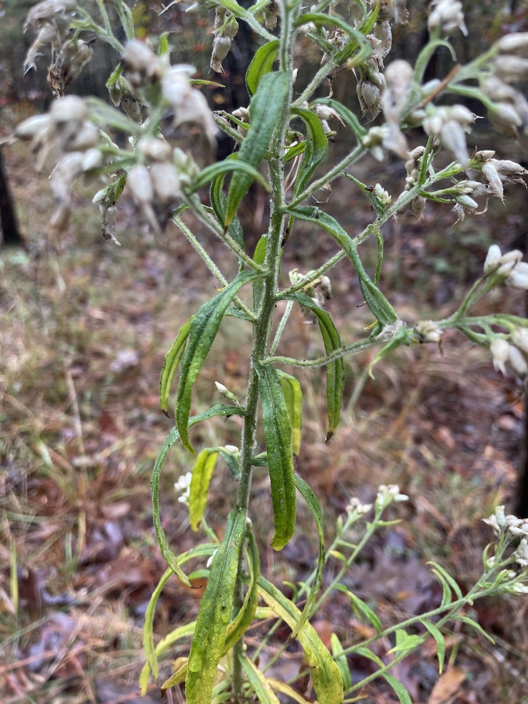 Pseudognaphalium helleri